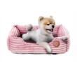 catel-pomeranian-in-patut-coral-roz