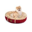 catel-pomeranian-in-culcus-balu-s-bordo
