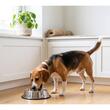 Beagle mancand din castron metalic