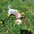 catel minitoy si castron petRO in natura