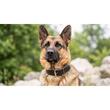 Ciobanesc German purtand zgarda lata 5cm petRO
