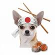 catel-chihuahua-sushi-somon-caini