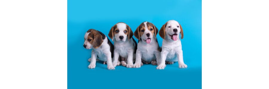 Ghid Complet Juniori & Puppy: Kit-ul de Start pentru o Fundatie Sanatoasa si Primele 100 de Zile