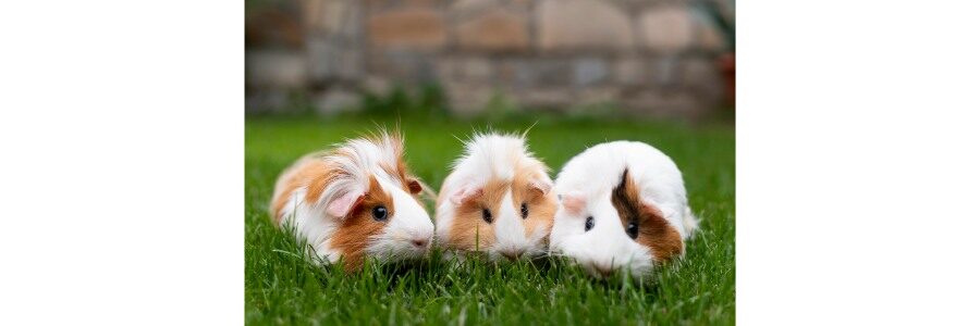 Ghidul Complet de Ingrijire a Animalelor Mici: Hamsteri, Iepuri, Porci de Guineea si Testoase