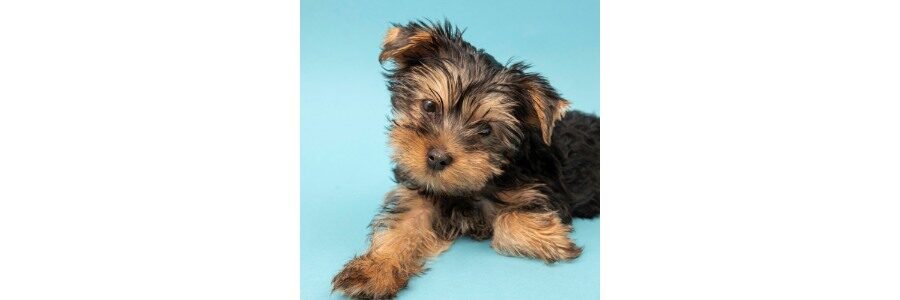 Ghid de Transport Auto si Siguranta pentru Caini de Talie Toy (Yorkshire Terrier, Chihuahua, Pomeranian): Custi, Hamuri Mini si Protectie la Franare